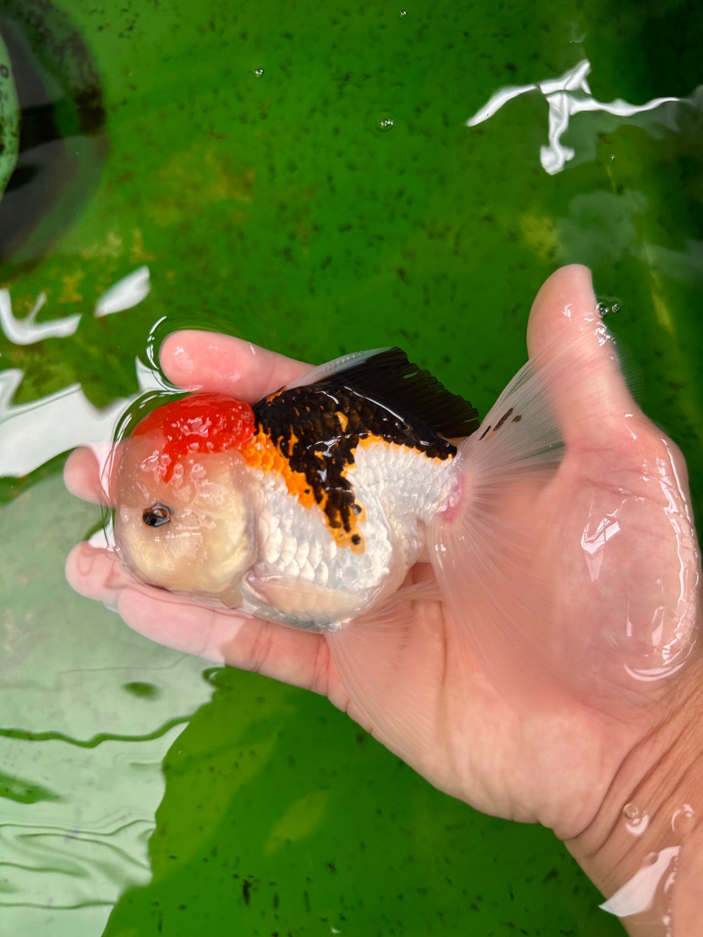 AAA Grade Tricolor Oranda Male 5 inches #0906OR_30