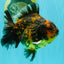 CHONKY A Grade Tiger Oranda Male 5-5.5 inches #090426OR_04