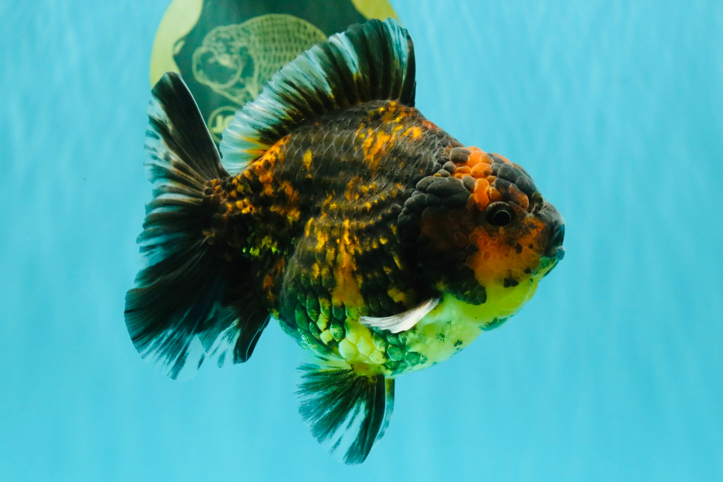 CHONKY A Grade Tiger Oranda Male 5-5.5 inches #090426OR_04