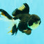 A Grade Tricolor Oranda Female 5.5 inches #081526OR_27