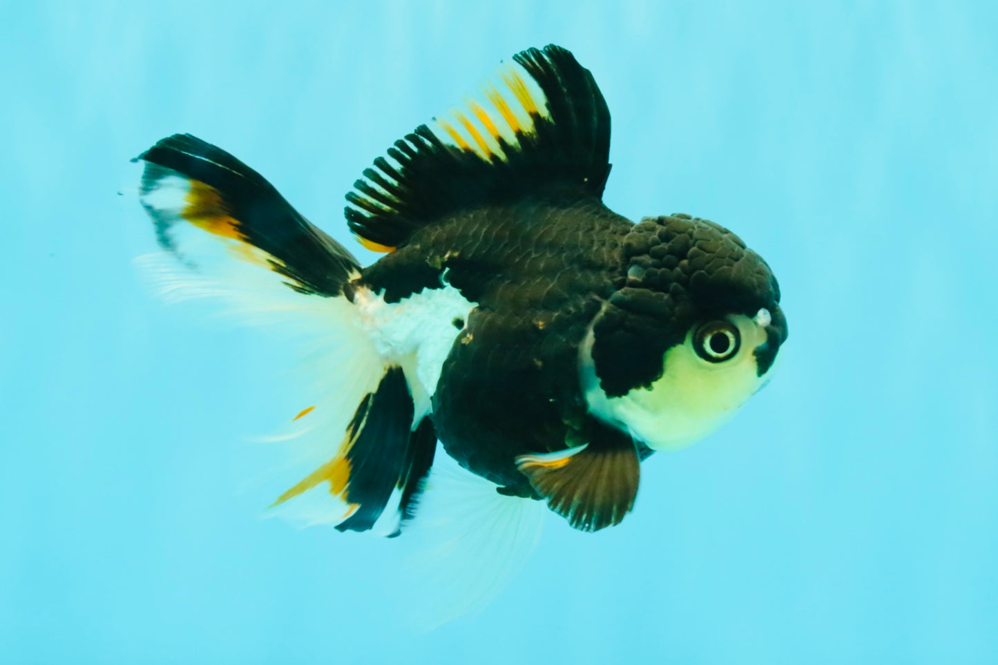 A Grade Tricolor Oranda Female 5.5 inches #081526OR_27