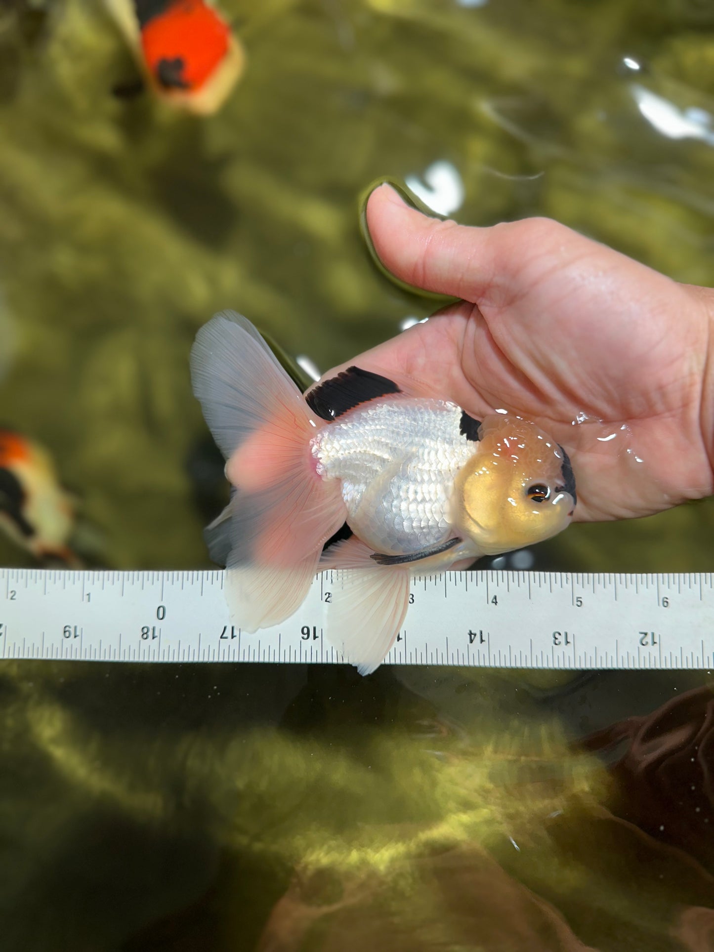 PUPPY FACE A Grade Panda Oranda Male 4.5-5 inches #041825OR_09