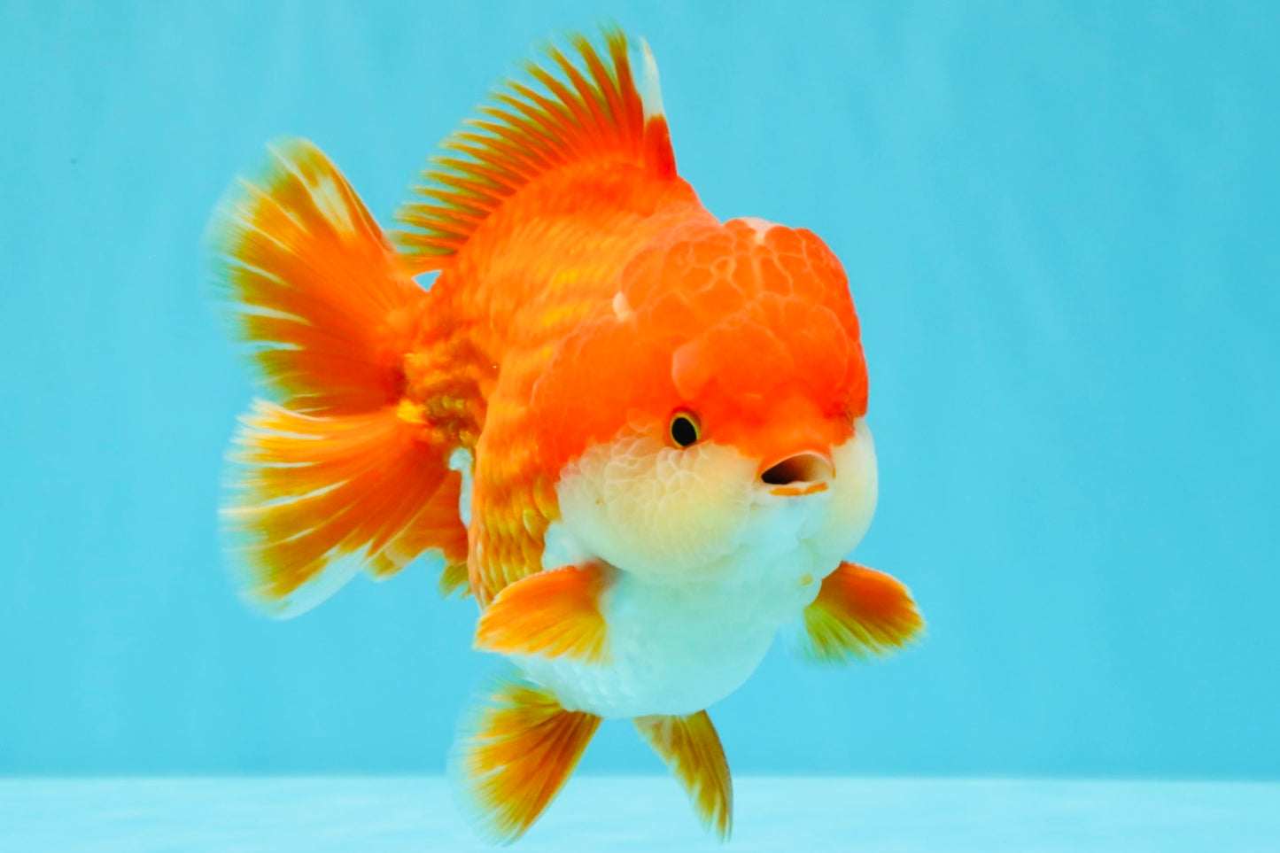 CHONKY AAA Grade Godzilla Red White Yuanbao Male 5.5-6 inches #031326YB_22