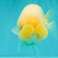 SPECIAL White Buffalo Ranchu Female 5.5 inch #092526RC_21