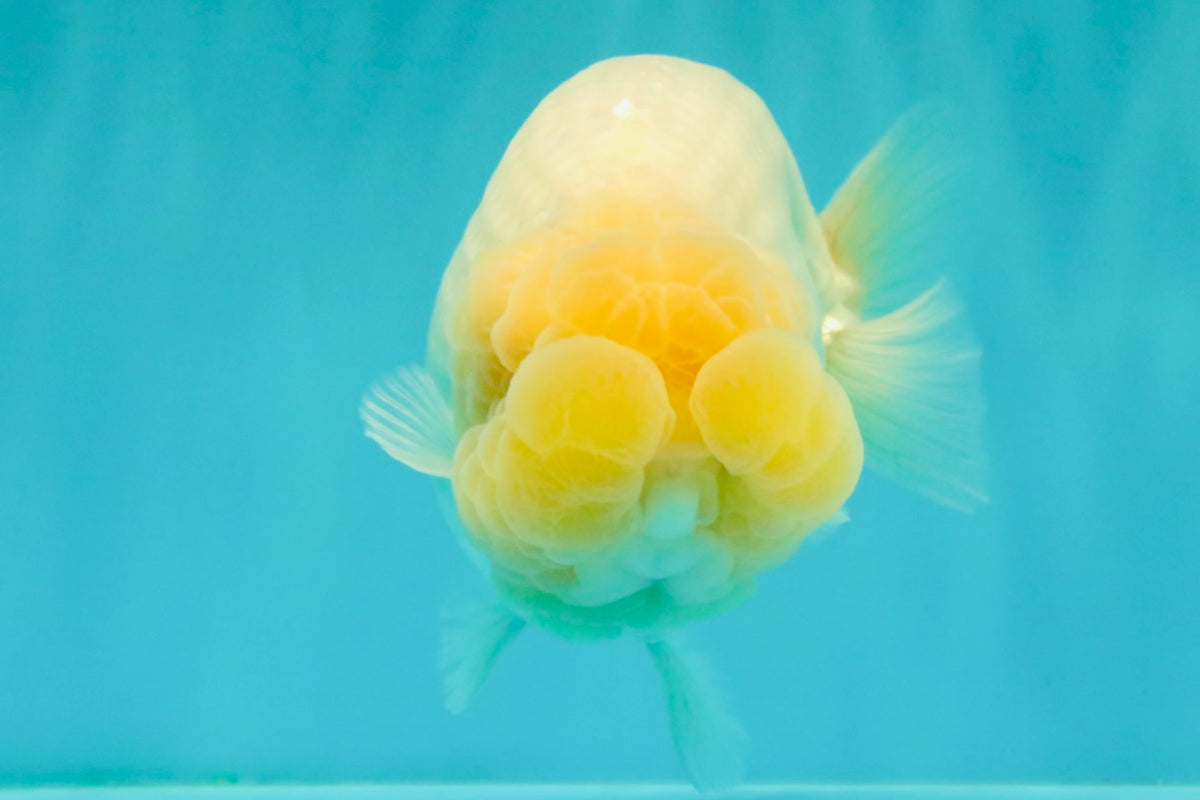 SPECIAL White Buffalo Ranchu Female 5.5 inch #092526RC_21