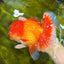 TOMATO AAA Grade Red White Oranda Male 6.5 inches #022026OR_05