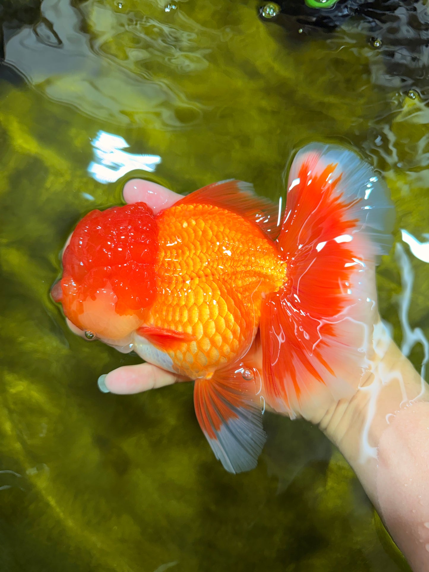 TOMATO AAA Grade Red White Oranda Male 6.5 inches #022026OR_05