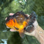 A Grade Apache Oranda Male 5.5-6 inches #060625OR_30