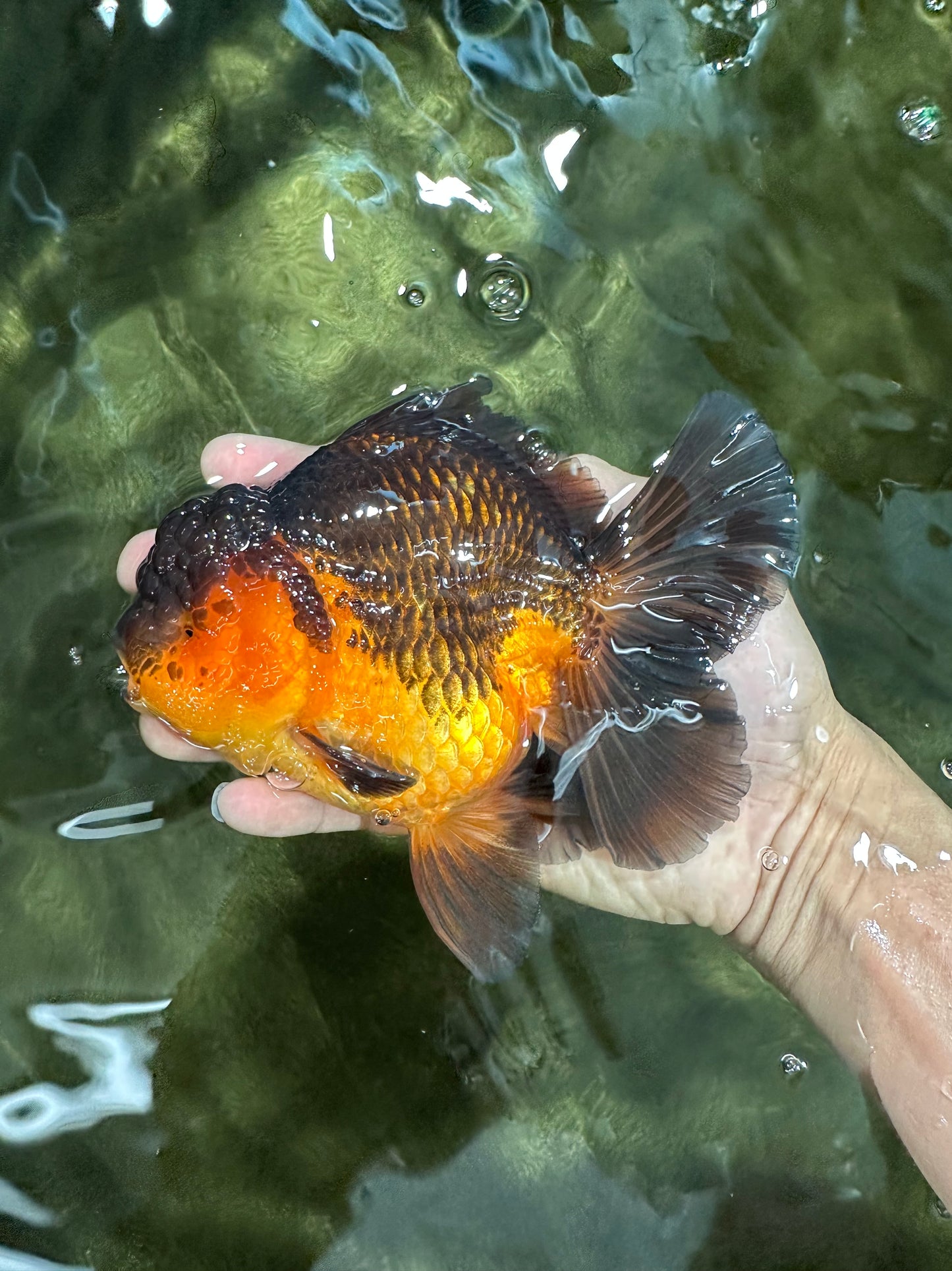 A Grade Apache Oranda Male 5.5-6 inches #060625OR_30