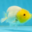 White Lionchu Female 3.5-4 inches #121225LC_14