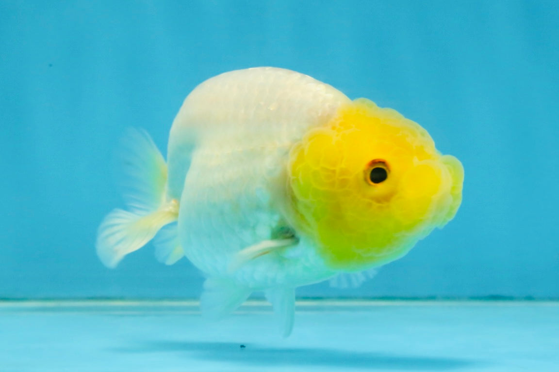 White Lionchu Female 3.5-4 inches #121225LC_14