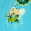 UNIQUE A Grade Calico Oranda Male 6.5 inches #082826OR_06