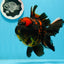 AAA Grade Tiger Oranda Male 6-6.5 inches #0927OR_01