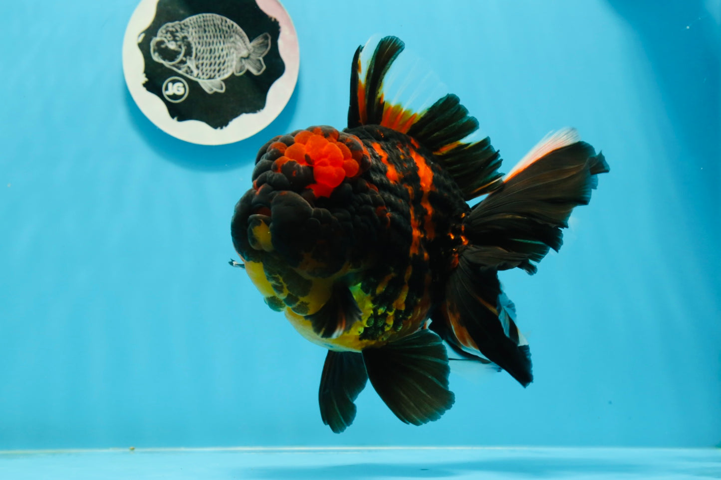 AAA Grade Tiger Oranda Male 6-6.5 inches #0927OR_01