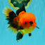 CHARLIE A Grade Apache Oranda Female 6-6.5 inches #080726OR_06