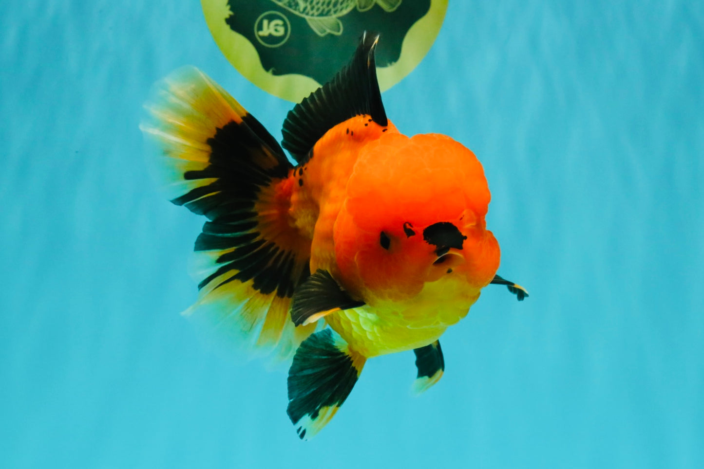 CHARLIE A Grade Apache Oranda Female 6-6.5 inches #080726OR_06
