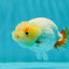 👶 Cute Baby Lemonhead Lionchu Female 3.5 inches #0216LC_10