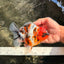 A Grade Tiger Oranda Female 5.5 inches #061926OR_28