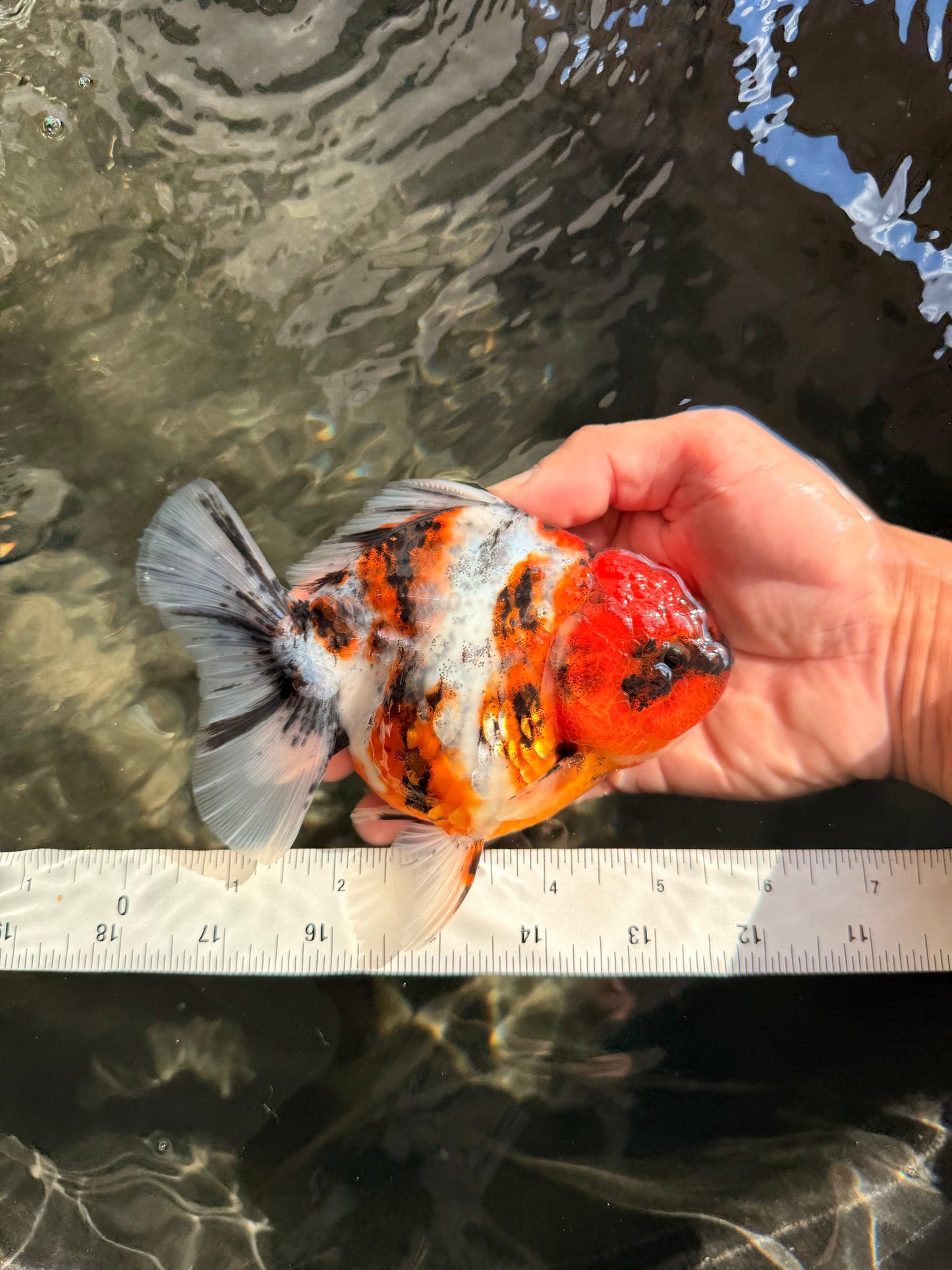 A Grade Tiger Oranda Female 5.5 inches #061926OR_28