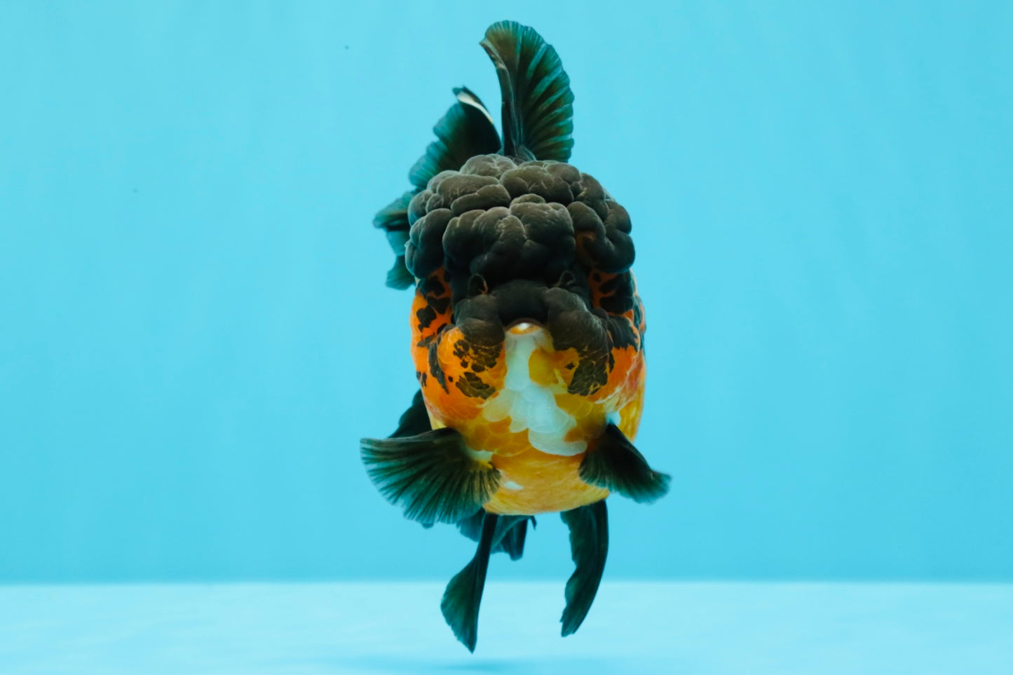 A Grade LAVA Apache Oranda Female 5.5-6 inches #030626OR_28