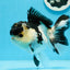 AAA Grade Tricolor Button Eyes Oranda Female 5.5 inches #0920OR_31