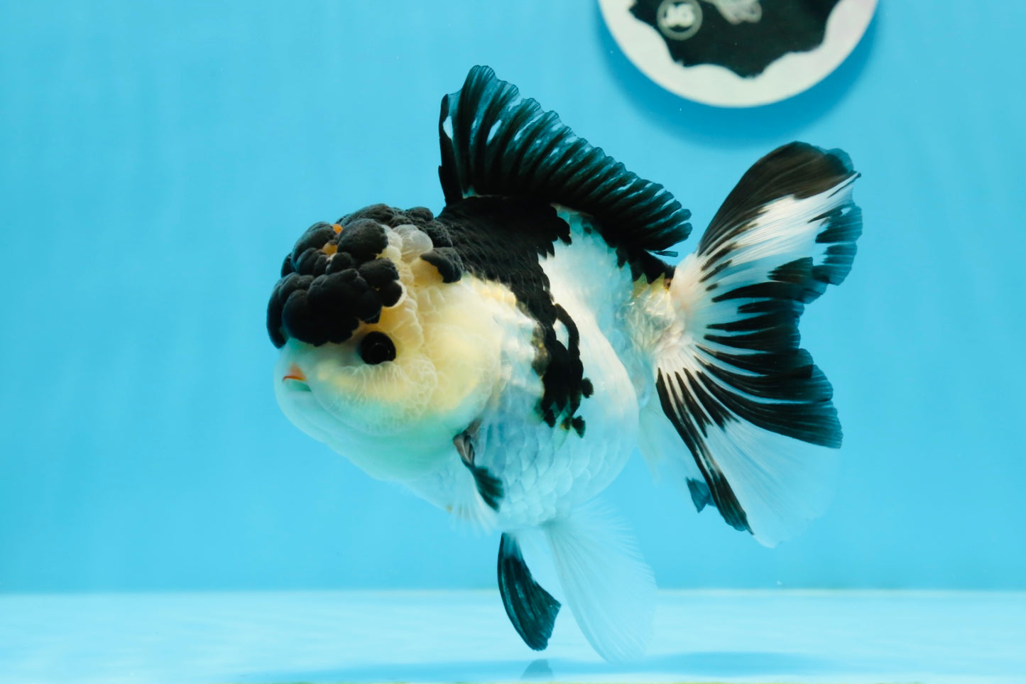 AAA Grade Tricolor Button Eyes Oranda Female 5.5 inches #0920OR_31