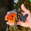 SPECIAL A Grade Chinese Tiger Ranchu Male 5 inches #102425RC_01