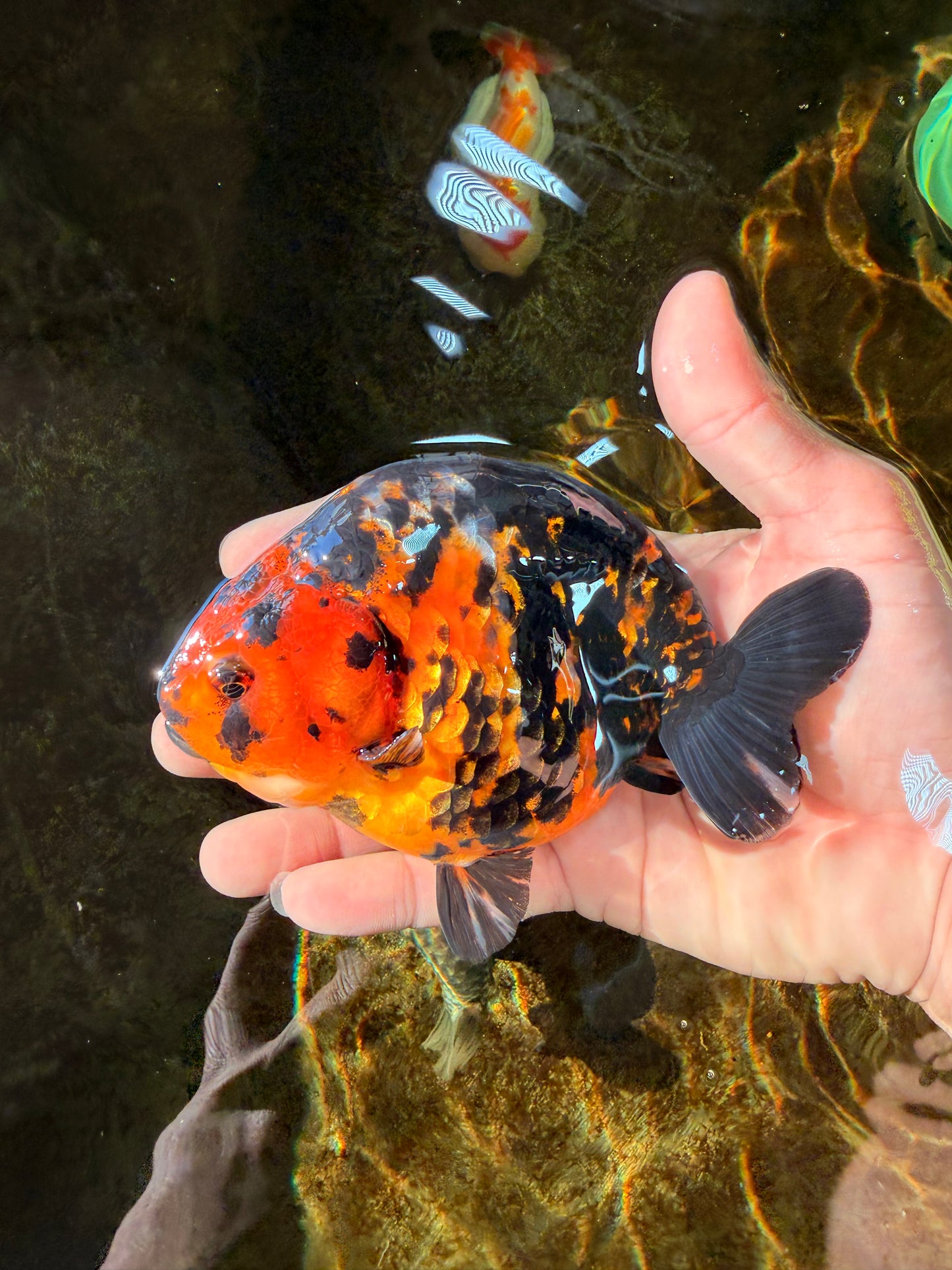 SPECIAL A Grade Chinese Tiger Ranchu Male 5 inches #102425RC_01