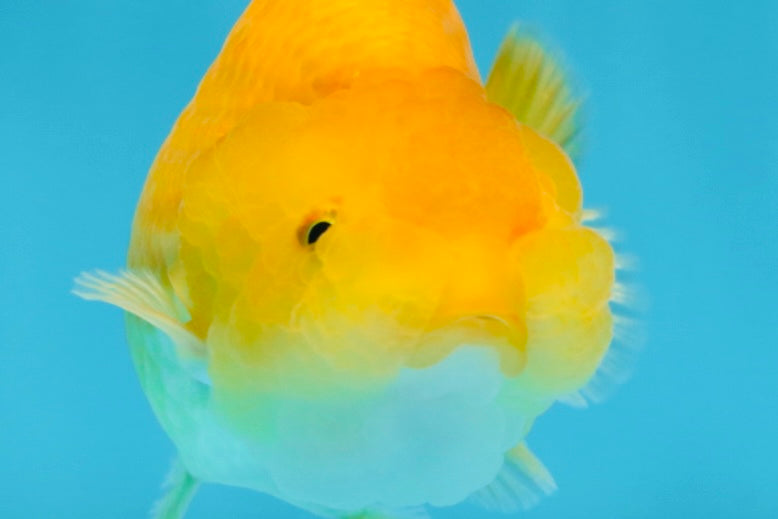 Cheese LionChu Female 4 inches #070425LC_14