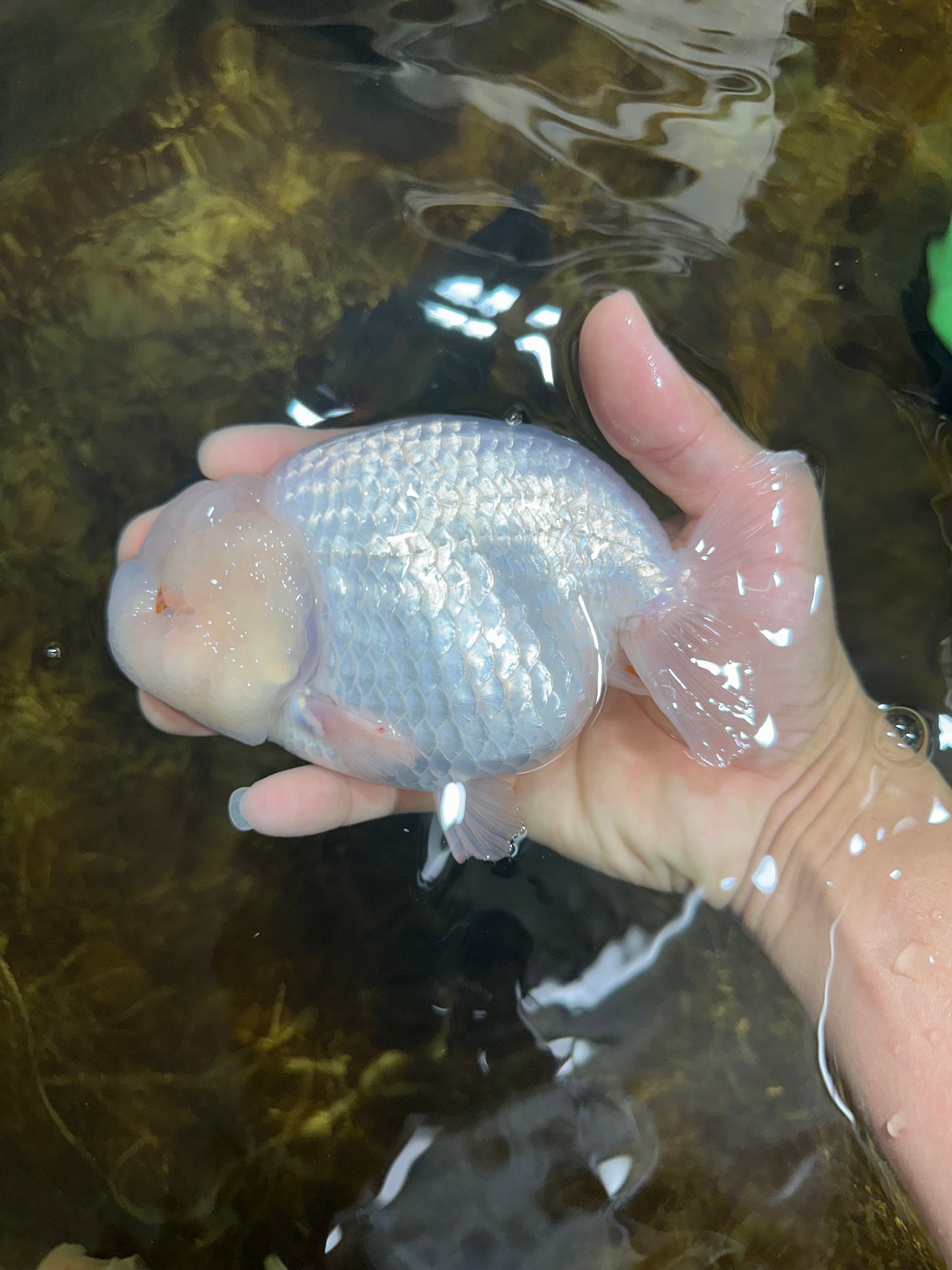 AAA Grade SNOW WHITE LionQueen 5.5-6 inches #090525LC_01