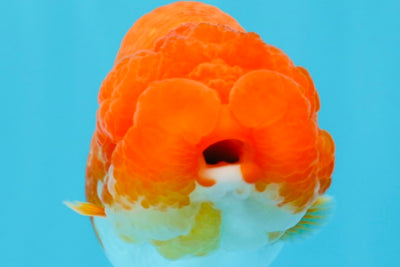 CHUBBY AAA Grade Red White LionQueen 4  inches #022026LC_16