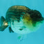 Panda Lionchu Male 4.5-5 inches #072426LC_31