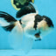 A Grade UNIQUE Panda Oranda Female 6-6.5 inches #091925OR_01