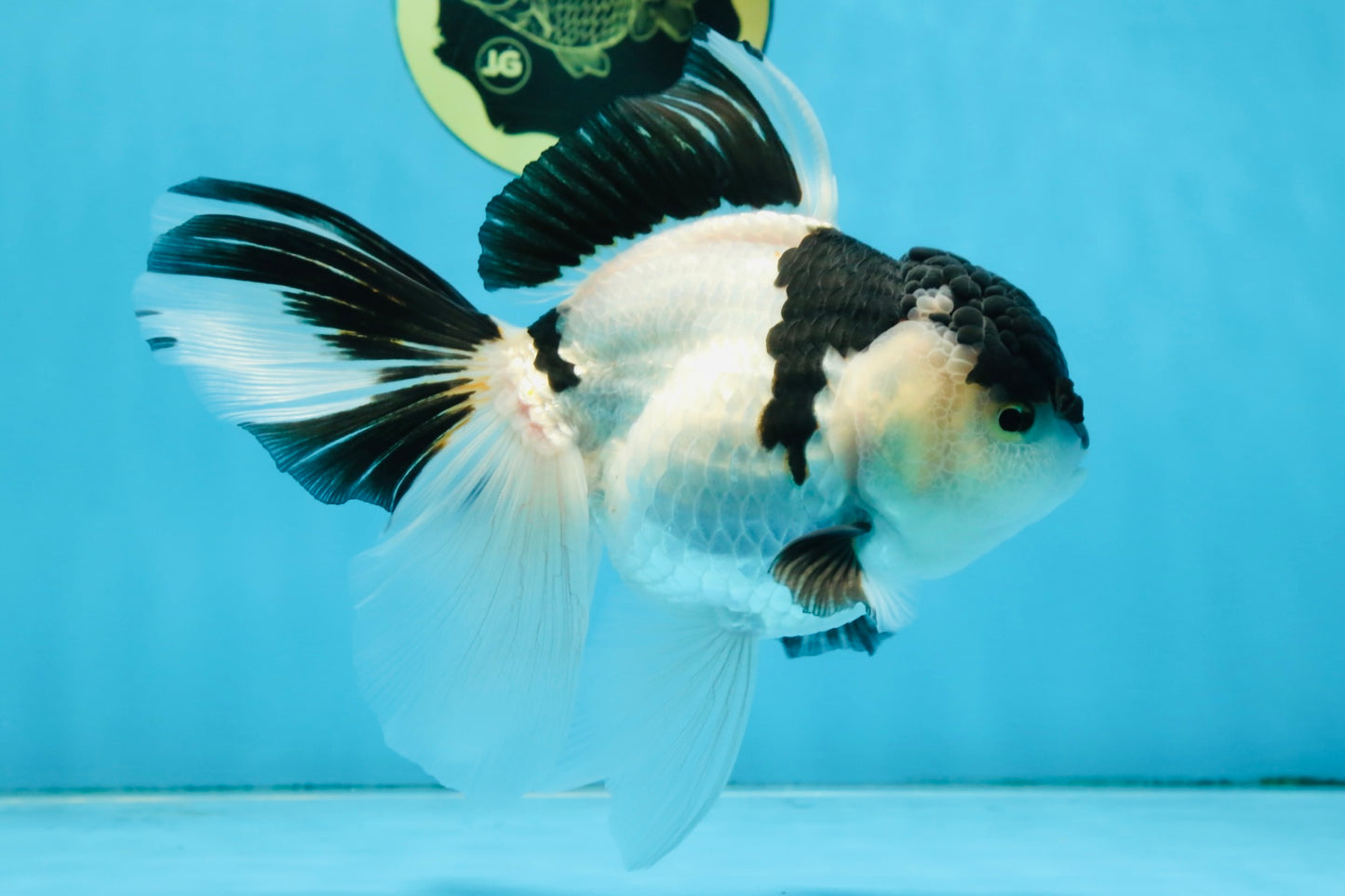 A Grade UNIQUE Panda Oranda Female 6-6.5 inches #091925OR_01