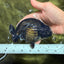 CHUBBY AAA Grade Black Ranchu Female 5-5.5 inches #062626RC_11
