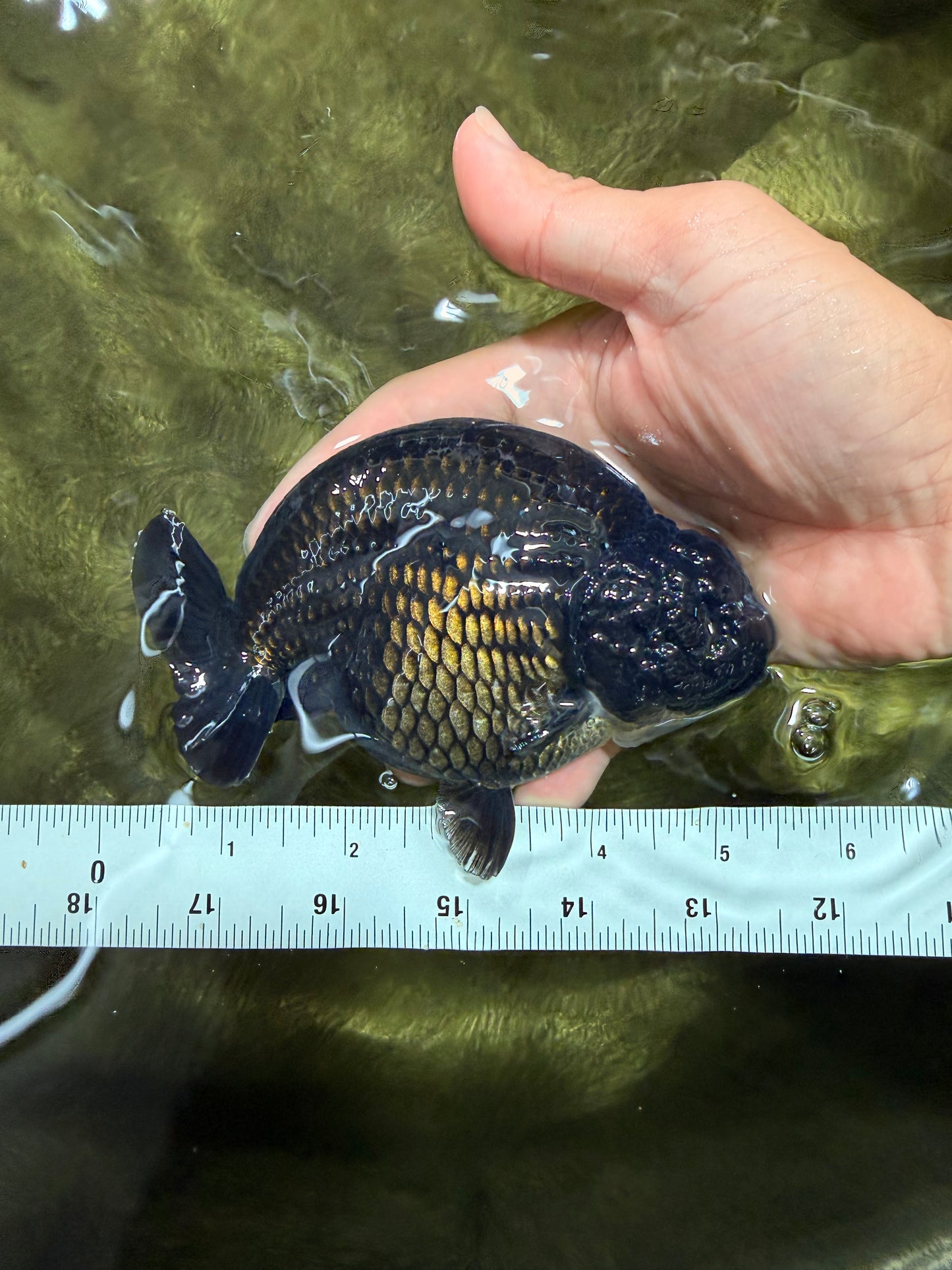 CHUBBY AAA Grade Black Ranchu Female 5-5.5 inches #062626RC_11