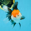 A Grade Tricolor Oranda Female 5 inches #082225OR_23