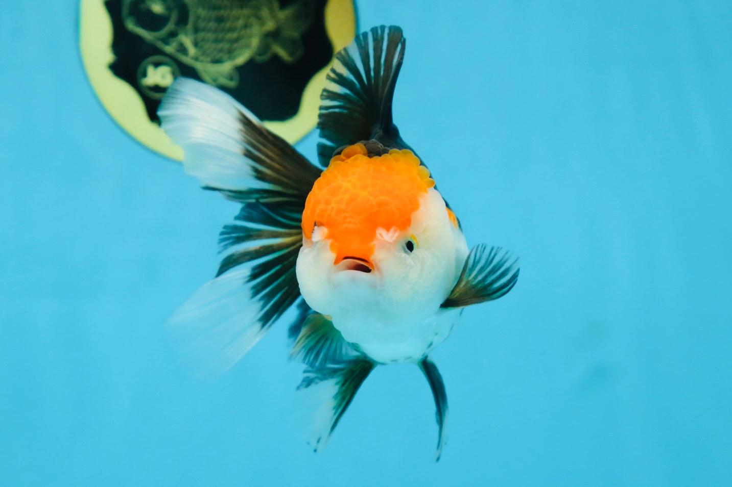 A Grade Tricolor Oranda Female 5 inches #082225OR_23