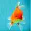 UNIQUE A Grade Red White Oranda Male 5.5 inches #070626OR_10