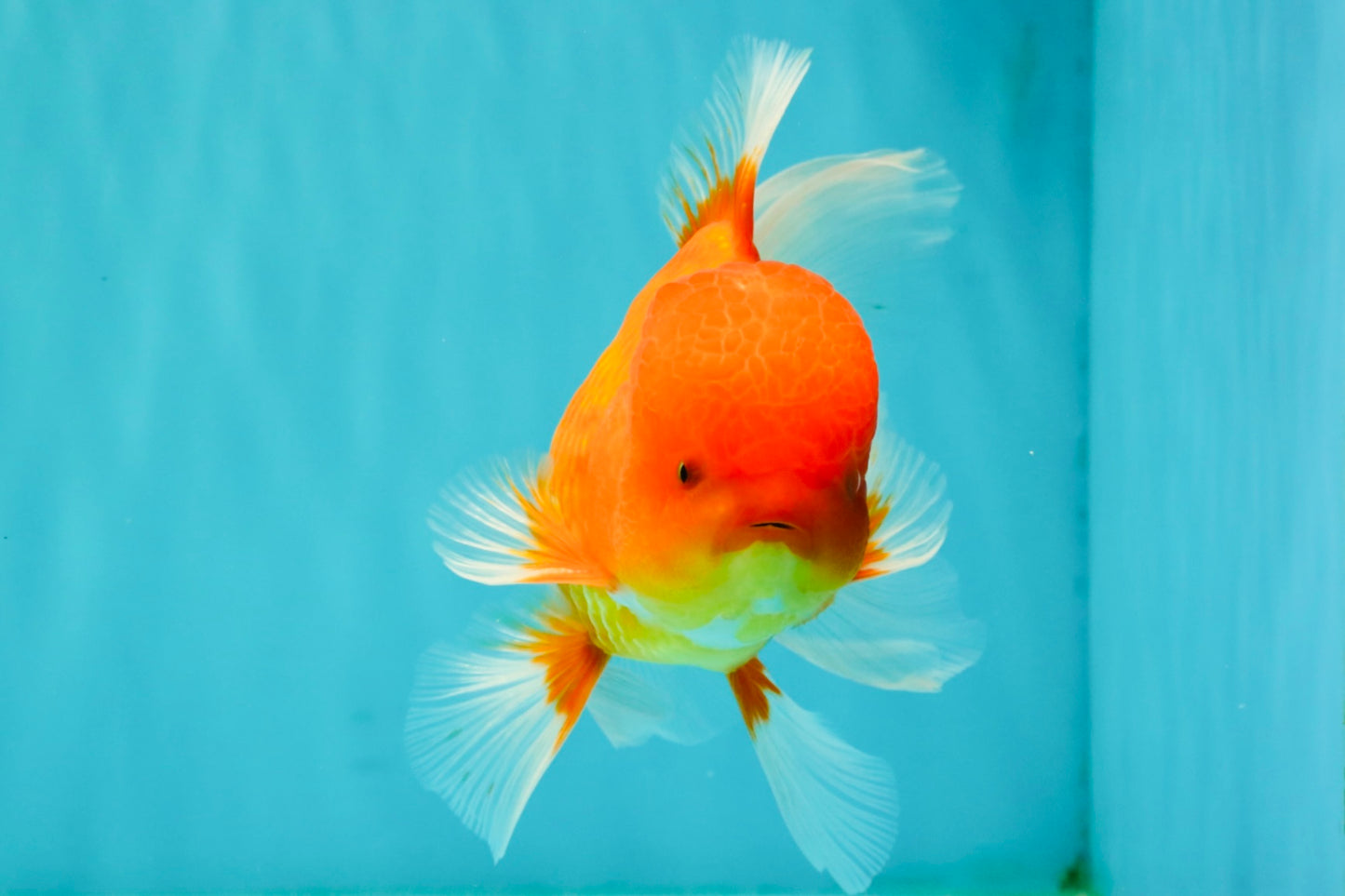 UNIQUE A Grade Red White Oranda Male 5.5 inches #070626OR_10
