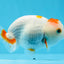 Beautiful Red Lipstick Lionchu Male 3.5 inches Unknown #0913LC_32