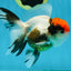 A Grade Tricolor Oranda Female 4.5 inches #010325OR_05