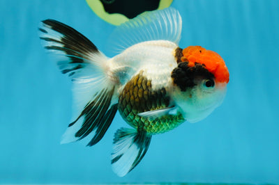 A Grade Tricolor Oranda Female 4.5 inches #010325OR_05