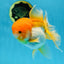 Orange White Oranda Female 5.5 inches #071125OR_07