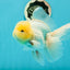 A Grade Super Chubby Lemonhead Button Eyes Oranda Male 5-5.5 inches #110824OR_12