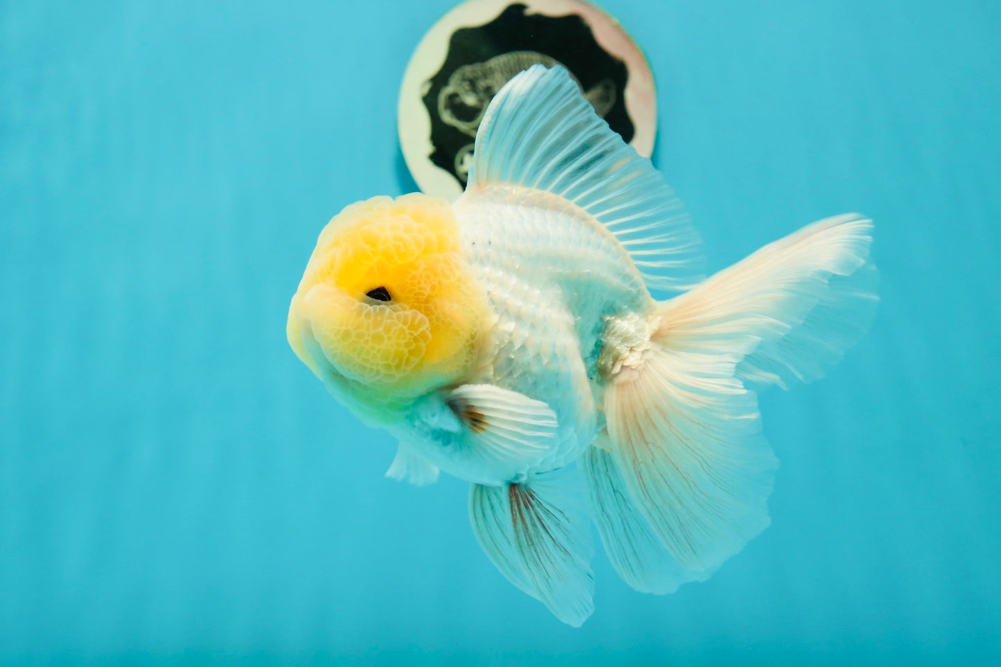 A Grade Super Chubby Lemonhead Button Eyes Oranda Male 5-5.5 inches #110824OR_12