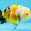 CHUBBY A Grade Chinese Tricolor Ranchu Male 4.5 inches #102425RC_02