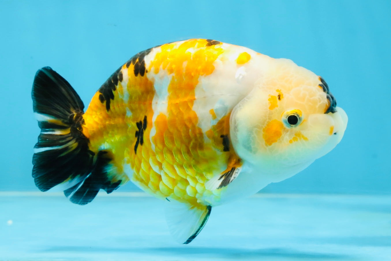 CHUBBY A Grade Chinese Tricolor Ranchu Male 4.5 inches #102425RC_02