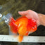 AAA Grade Red Oranda Female 6.5 inches #071026OR_24