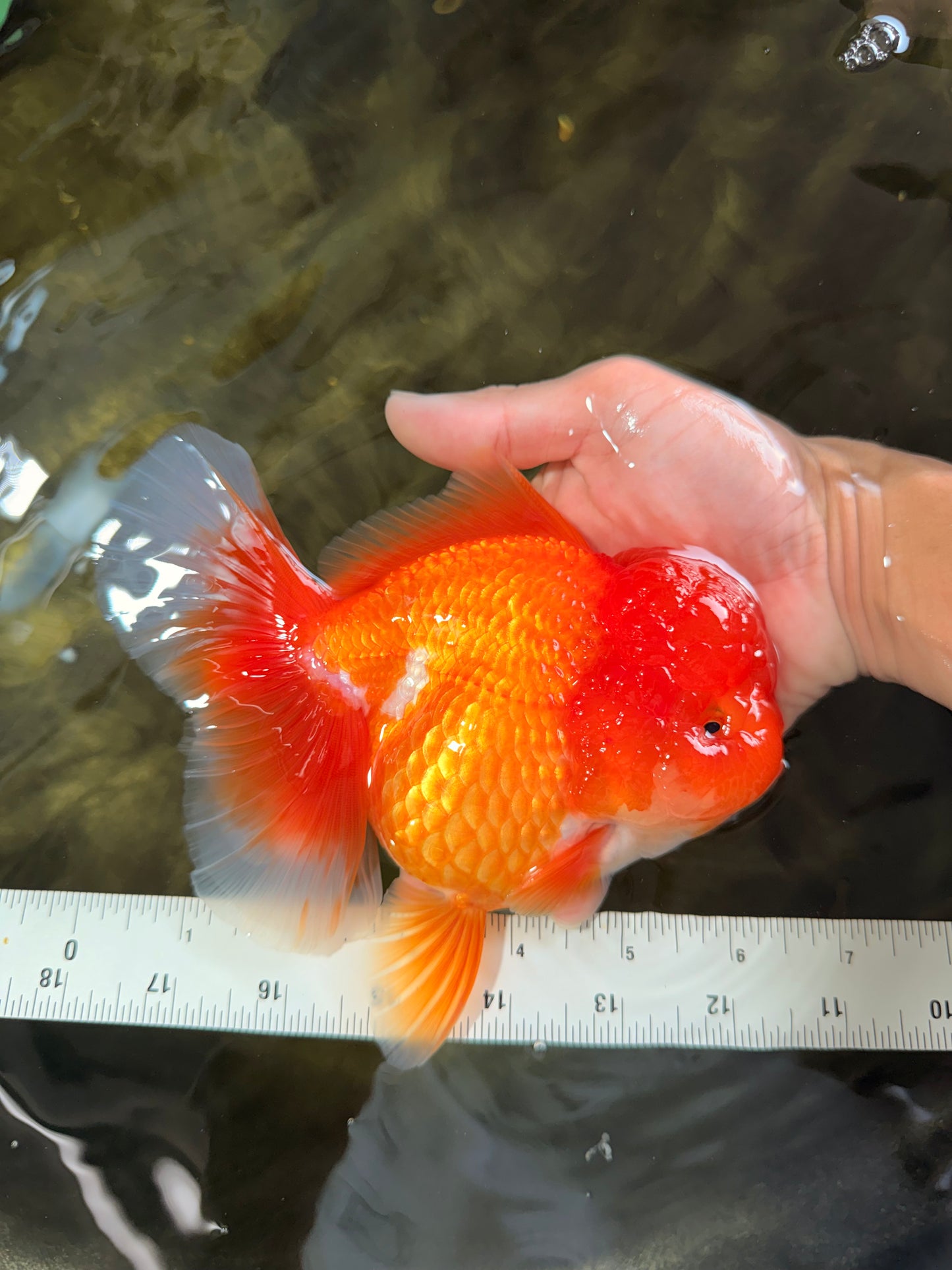 AAA Grade Red Oranda Female 6.5 inches #071026OR_24